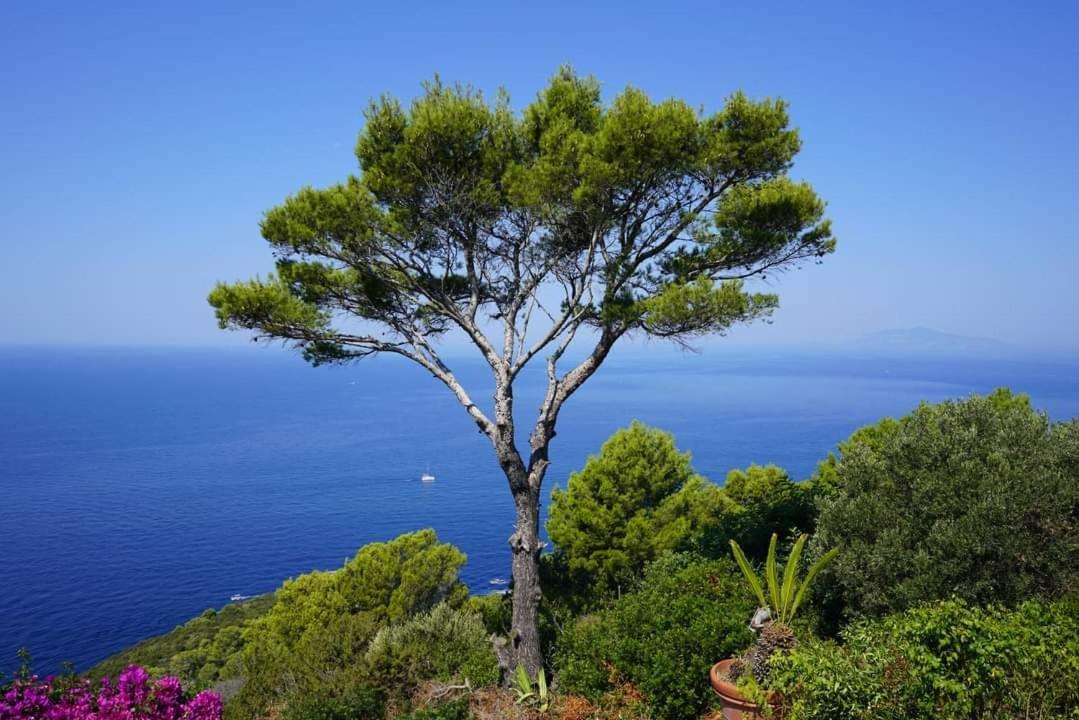 Bb La Guardiia Bed & Breakfast Anacapri  Eksteriør bilde